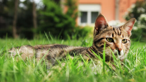 Cat eats clearance grass then vomits